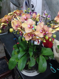 家园花木
