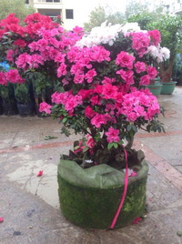 家园花木